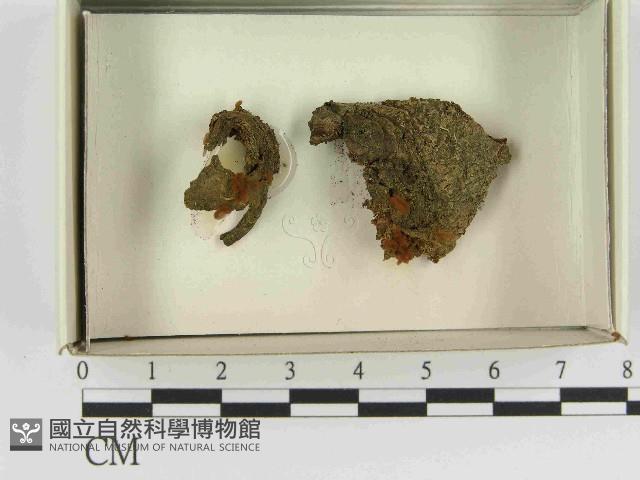 登錄號:F0021556藏品圖，第1張