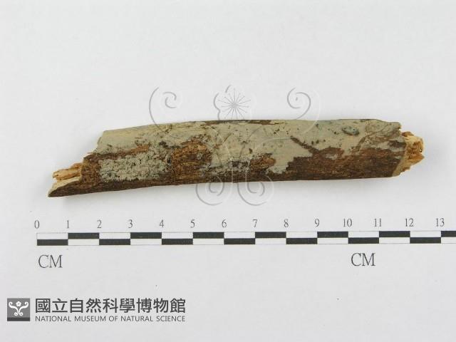 登錄號:F0001556藏品圖，第1張