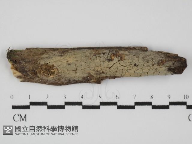 登錄號:F0031556藏品圖，第1張