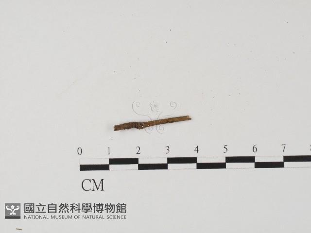 登錄號:F0004556藏品圖，第1張