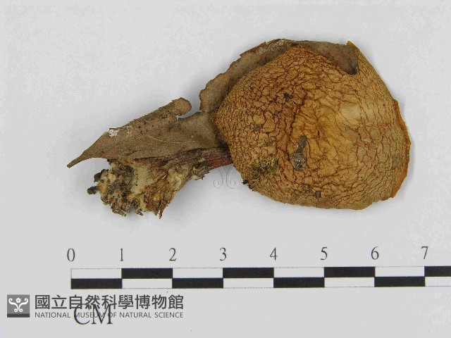 登錄號:F0014556藏品圖，第1張