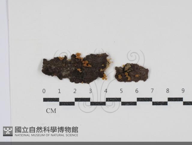 登錄號:F0034556藏品圖，第1張