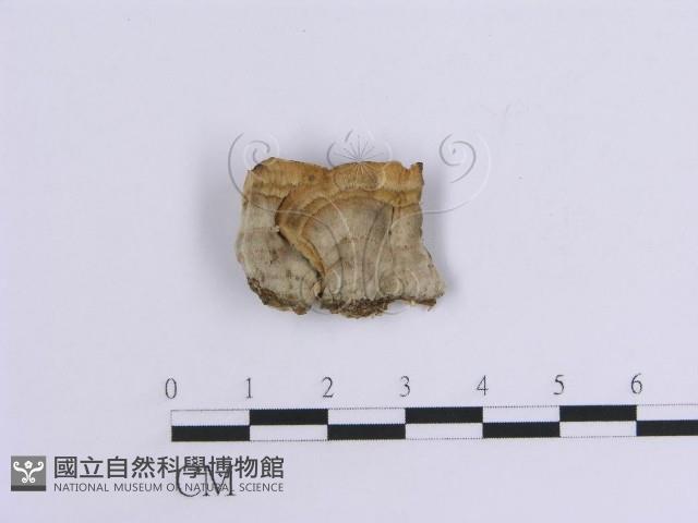 韌革菌屬藏品圖，第1張
