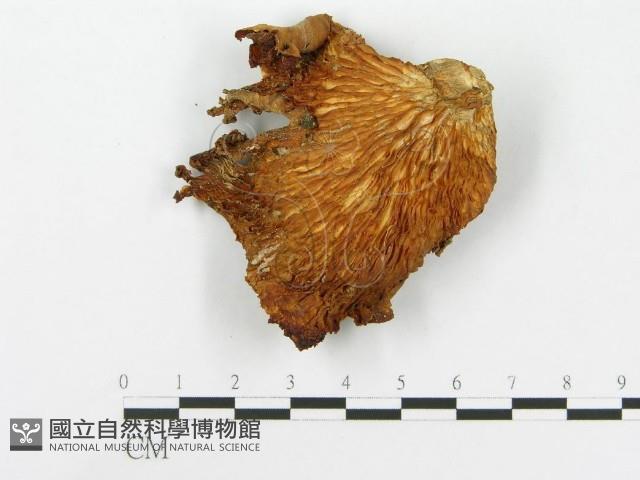 糙皮側耳藏品圖，第1張