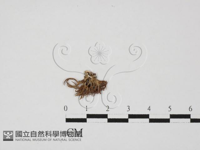 登錄號:F0027556藏品圖，第1張