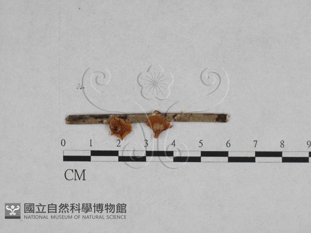 登錄號:F0007556藏品圖，第1張