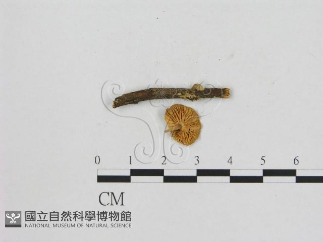 小菇屬藏品圖，第1張