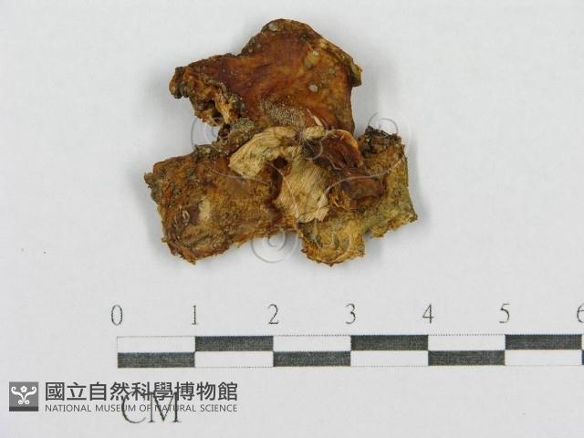 登錄號:F0015556藏品圖，第1張