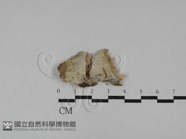 顯絲菌屬藏品圖，第1張