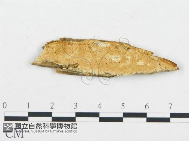 登錄號:F0009556藏品圖，第1張