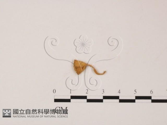登錄號:F0019556藏品圖，第1張