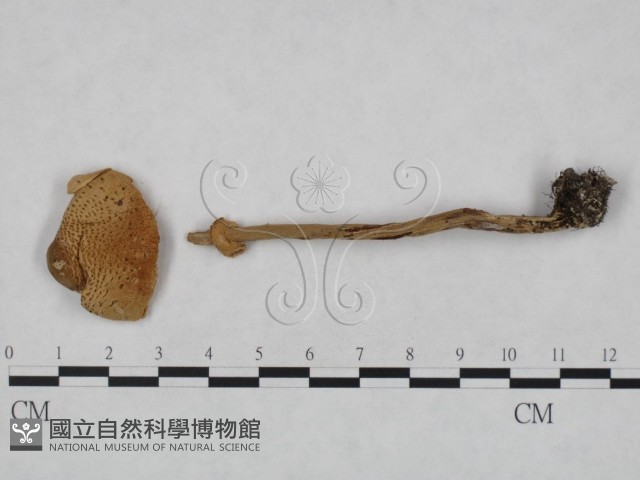 登錄號:F0023556藏品圖，第1張