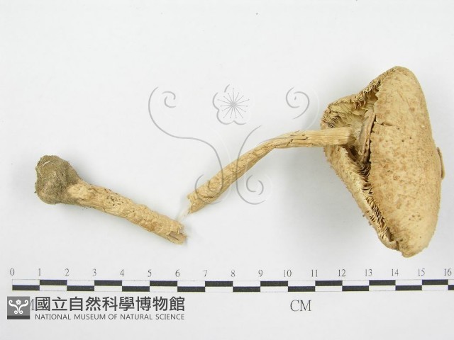 登錄號:F0003556藏品圖，第1張