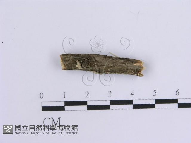 登錄號:F0013556藏品圖，第1張