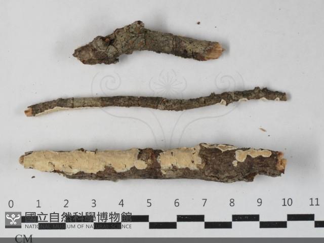 盤革菌屬藏品圖，第1張