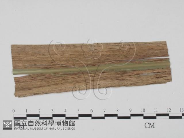 登錄號:F0010156藏品圖，第1張