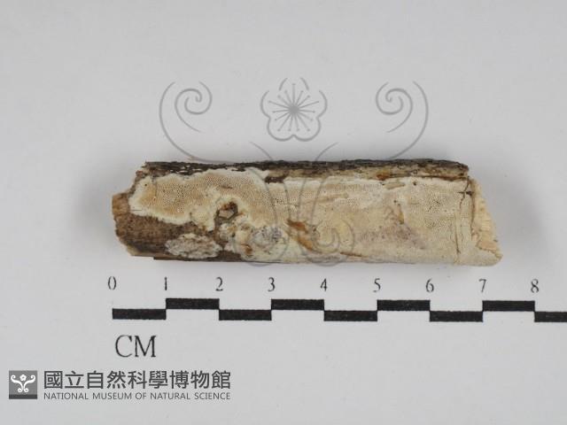 登錄號:F0030156藏品圖，第1張