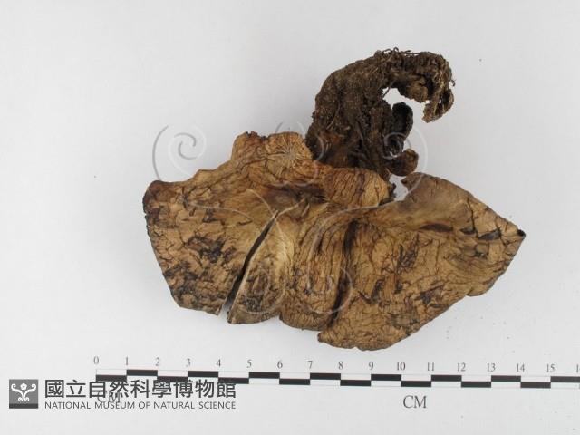 登錄號:F0026156藏品圖，第1張