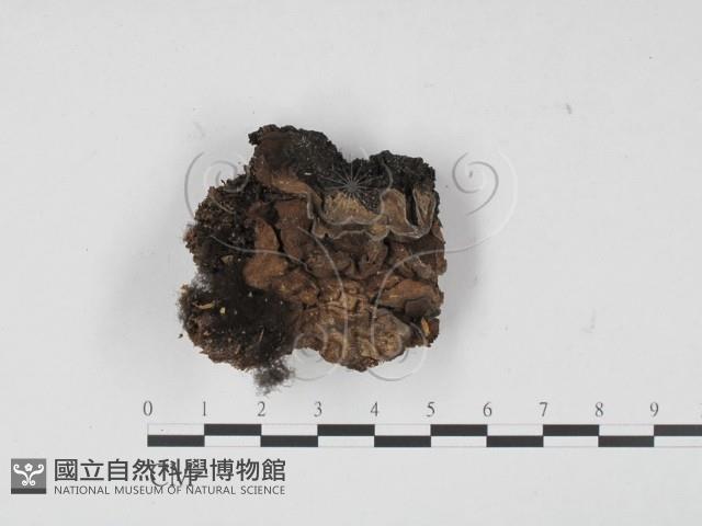 登錄號:F0021156藏品圖，第1張