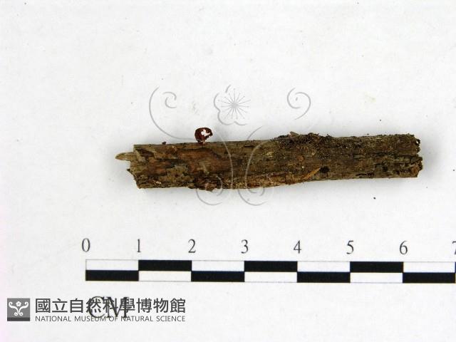 登錄號:F0001156藏品圖，第1張