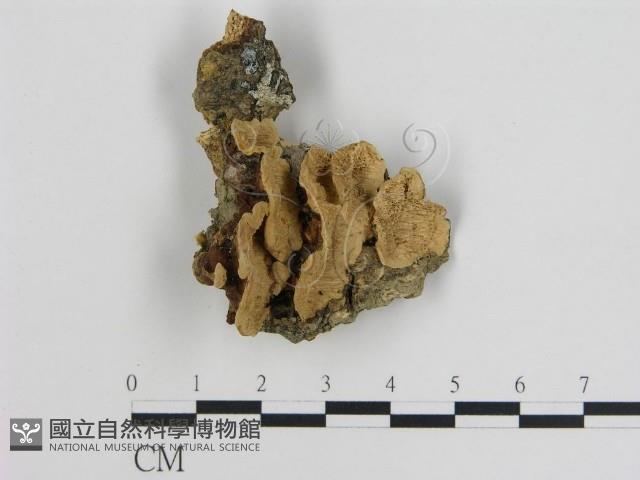 登錄號:F0011156藏品圖，第1張