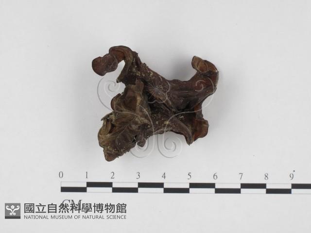 登錄號:F0024156藏品圖，第1張