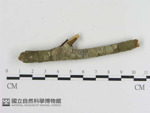 刺革菌屬藏品圖，第1張