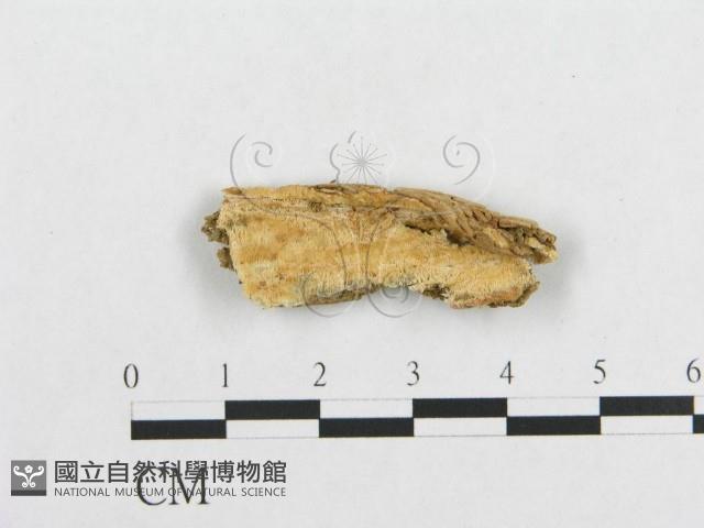 登錄號:F0014156藏品圖，第1張