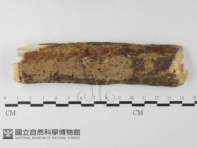 登錄號:F0022156藏品圖，第1張