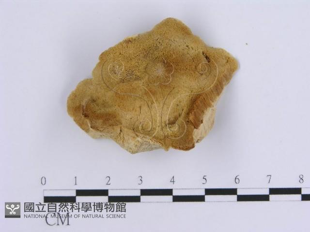 登錄號:F0007156藏品圖，第1張