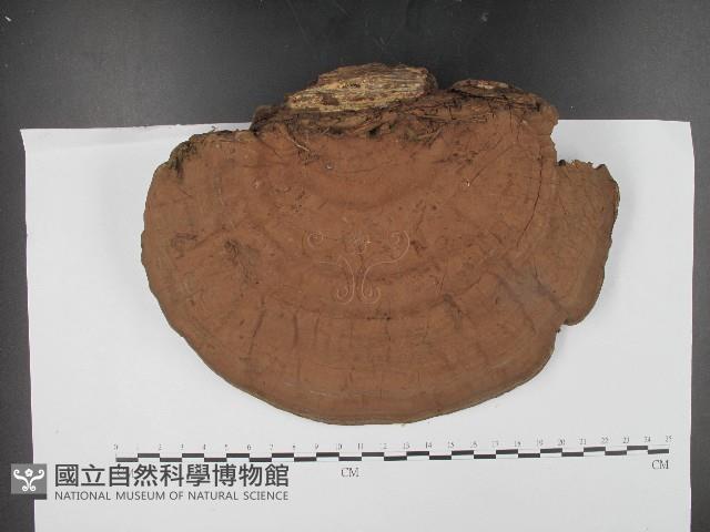 登錄號:F0017156藏品圖，第1張