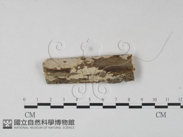 登錄號:F0015156藏品圖，第1張