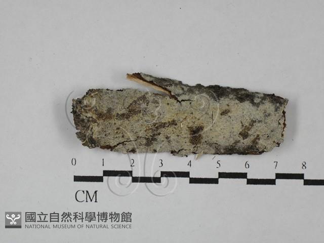 顯絲菌屬藏品圖，第1張