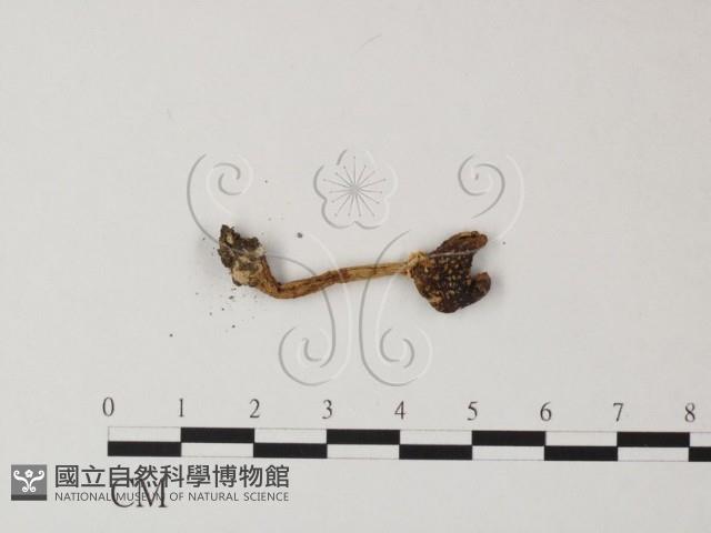 鵝膏屬藏品圖，第1張
