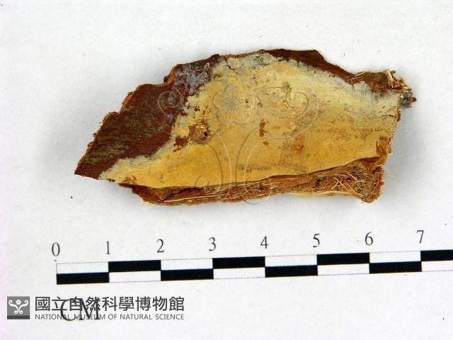 登錄號:F0003156藏品圖，第1張