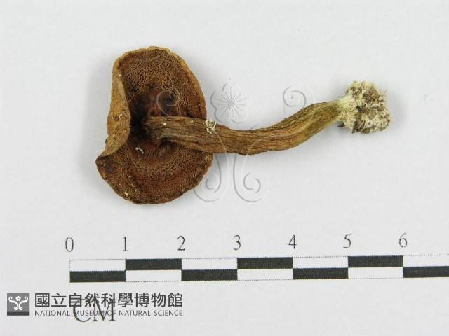 登錄號:F0013156藏品圖，第1張