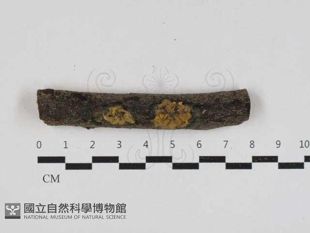 登錄號:F0033156藏品圖，第1張