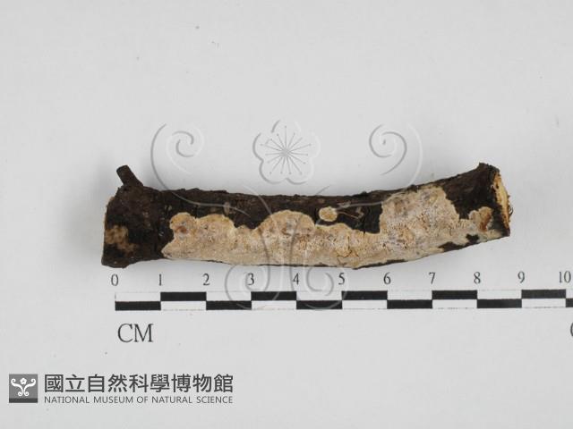 登錄號:F0028056藏品圖，第1張