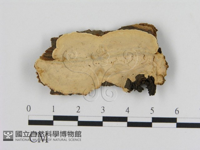 登錄號:F0008056藏品圖，第1張