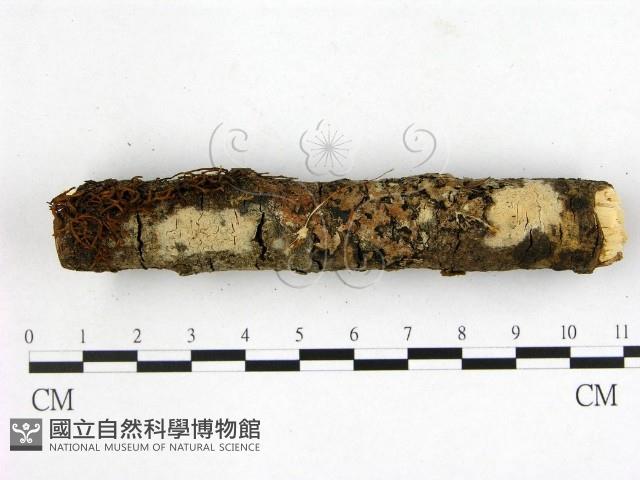 登錄號:F0020056藏品圖，第1張