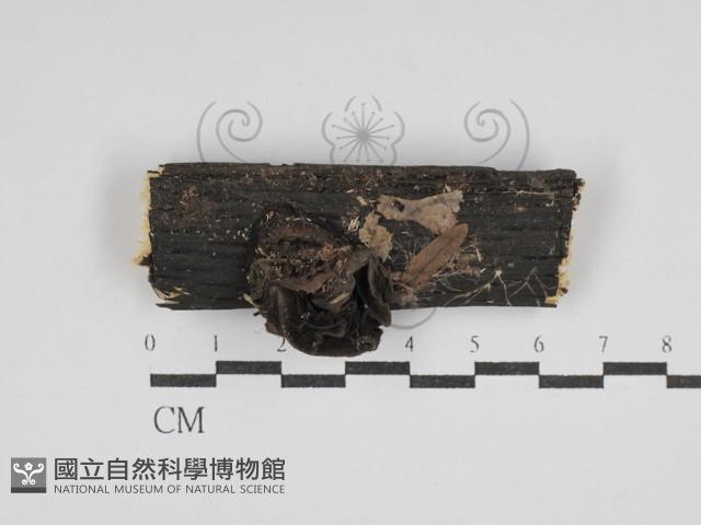 登錄號:F0030056藏品圖，第1張