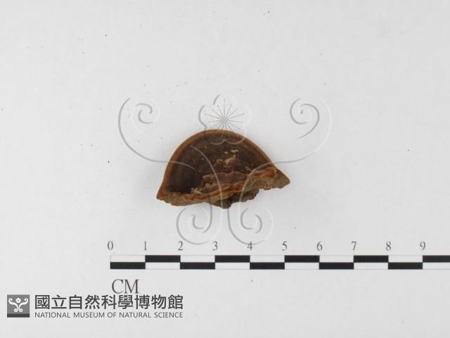 登錄號:F0026056藏品圖，第1張