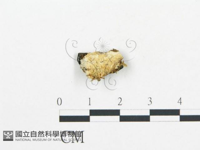 登錄號:F0006056藏品圖，第1張