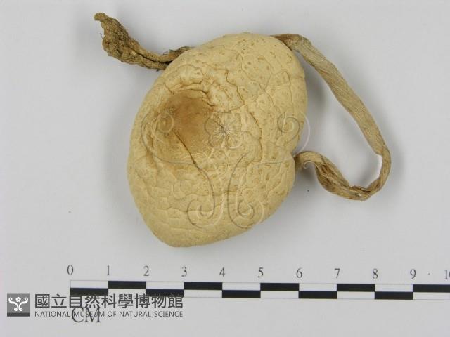 登錄號:F0016056藏品圖，第1張