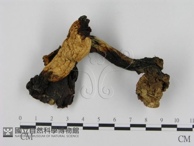 登錄號:F0011056藏品圖，第1張