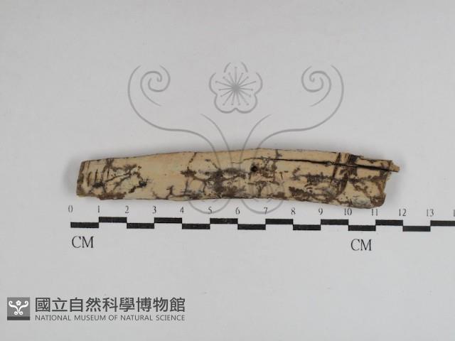 登錄號:F0031056藏品圖，第1張