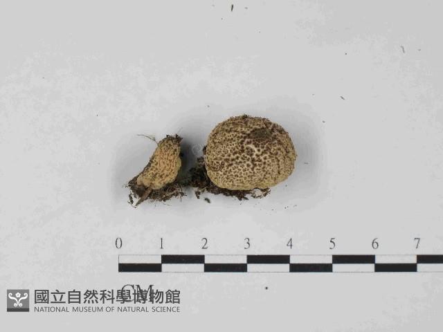 登錄號:F0024056藏品圖，第1張