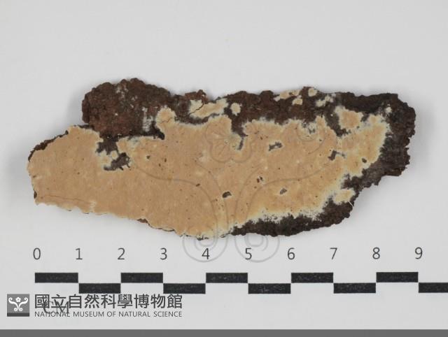 卵孢木齒菌藏品圖，第1張