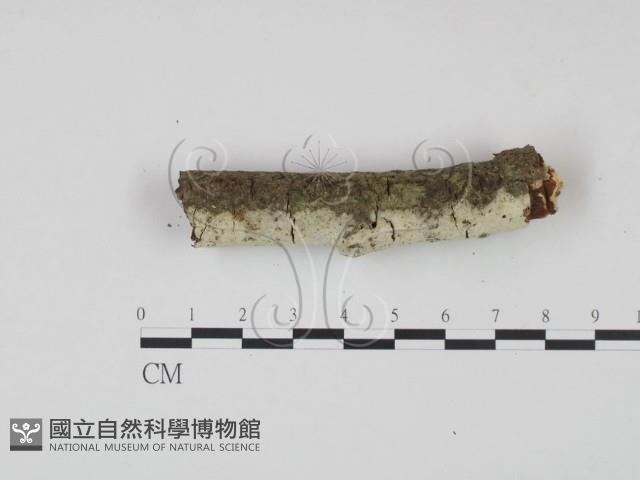 剛毛絲皮菌藏品圖，第1張