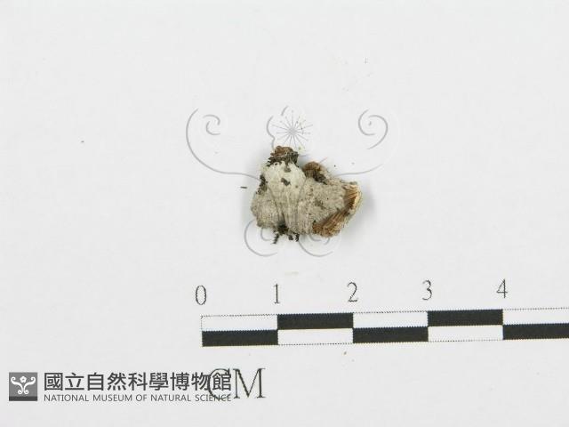 裂褶菌藏品圖，第1張